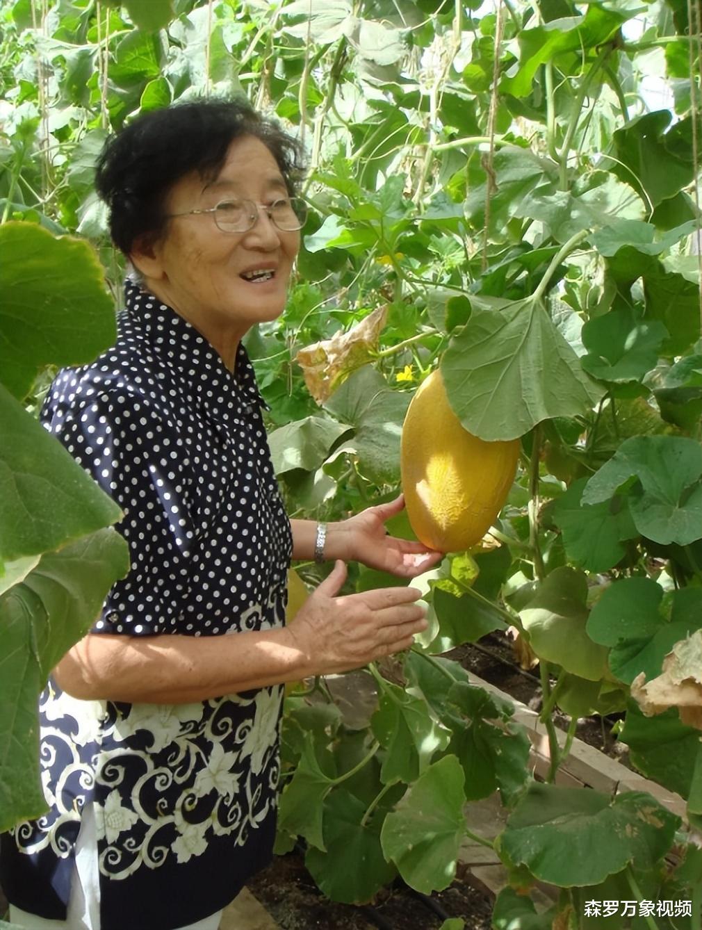 水果奶奶二论坛资料,水果奶奶二论坛资料，探索水果的世界与传承美食文化